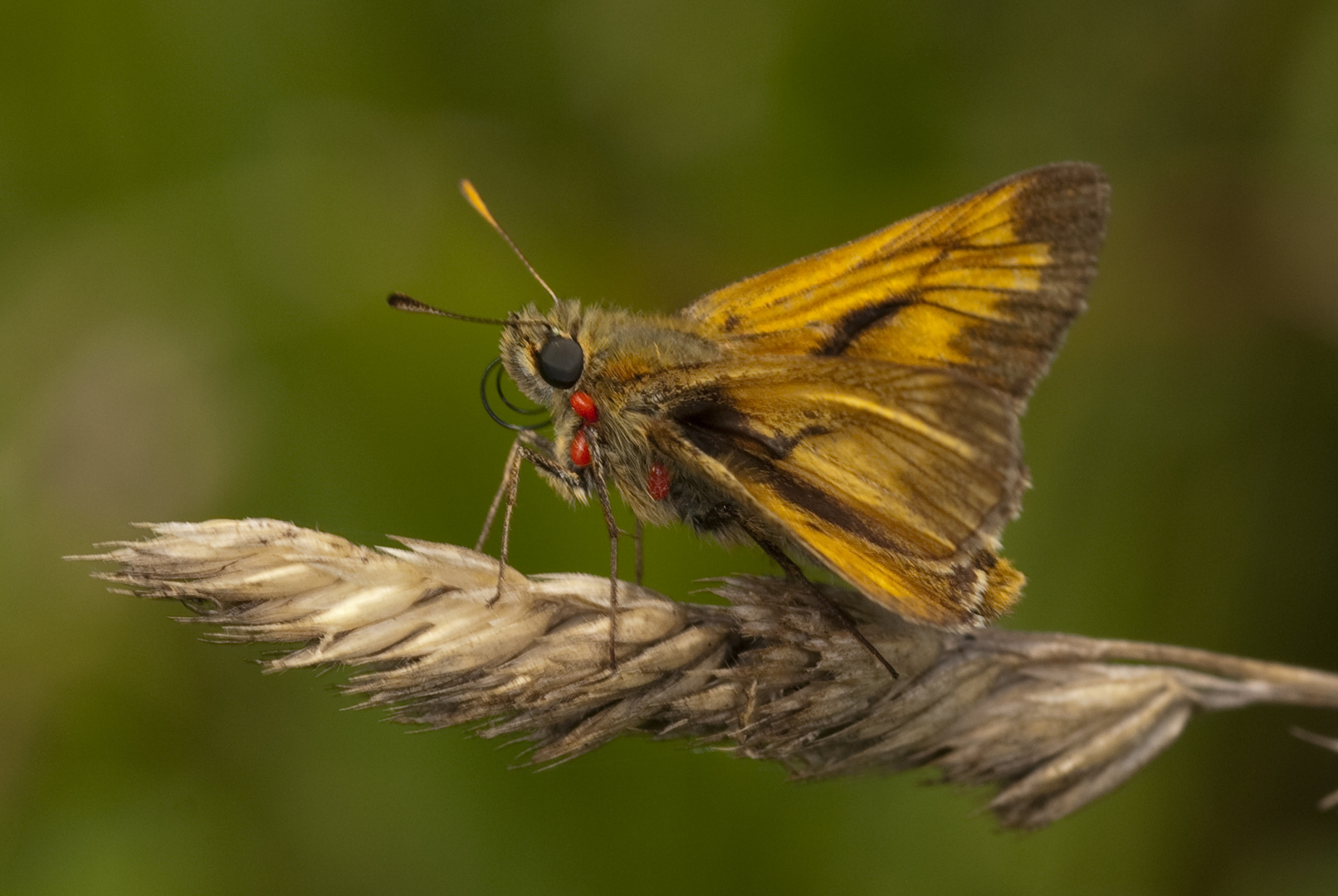 Rostfarbiger Dickkopffalter (Ochlodes sylvanus) mit Milben.