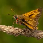 Rostfarbiger Dickkopffalter (Ochlodes sylvanus) mit Milben.