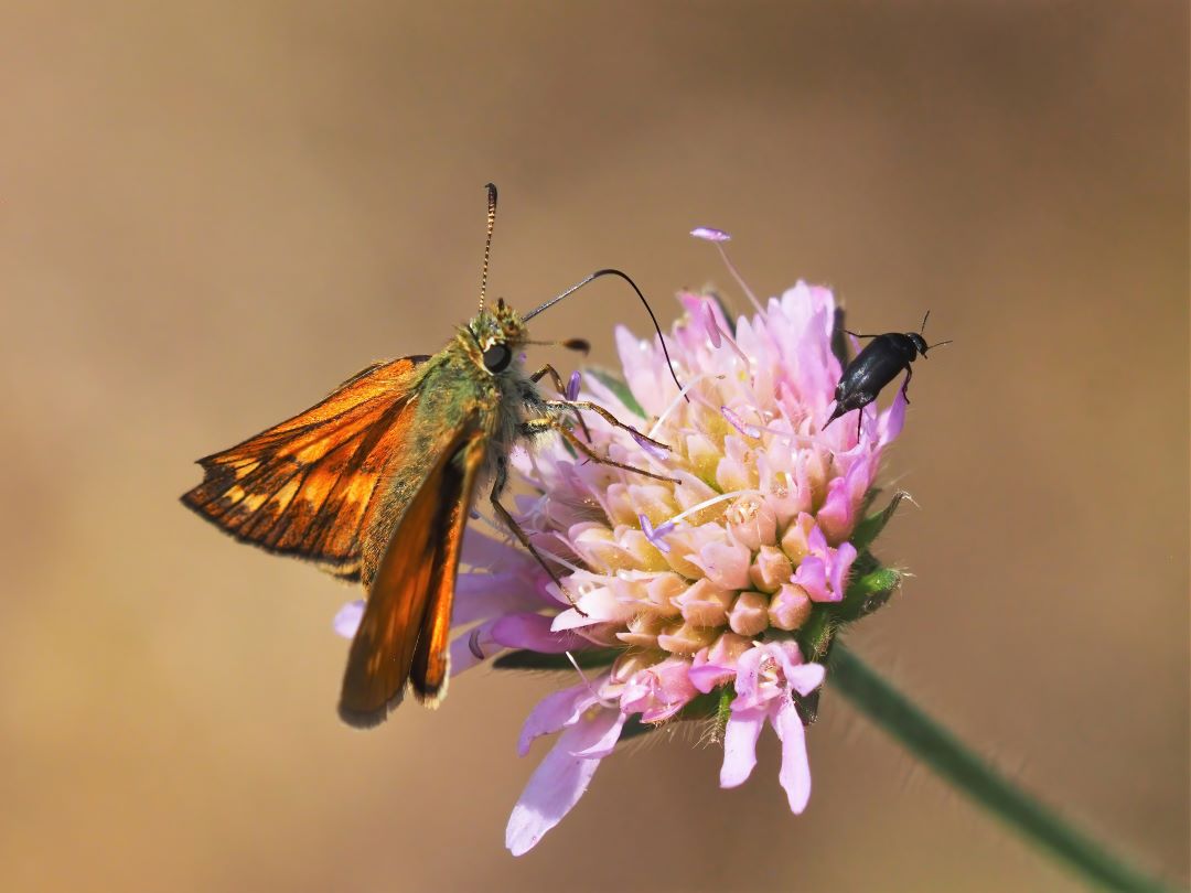 Rostfarbiger Dickkopffalter (Ochlodes sylvanus), Stachelkäfer (Mordella aculeata)