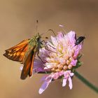 Rostfarbiger Dickkopffalter (Ochlodes sylvanus), Stachelkäfer (Mordella aculeata)