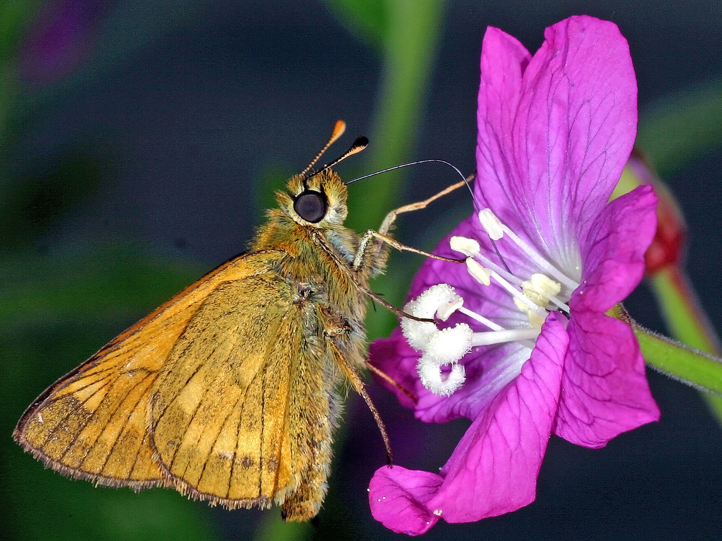 Rostfarbiger Dickkopffalter ( Ochlodes sylvanus, Syn.: Augiades sylvanus)....