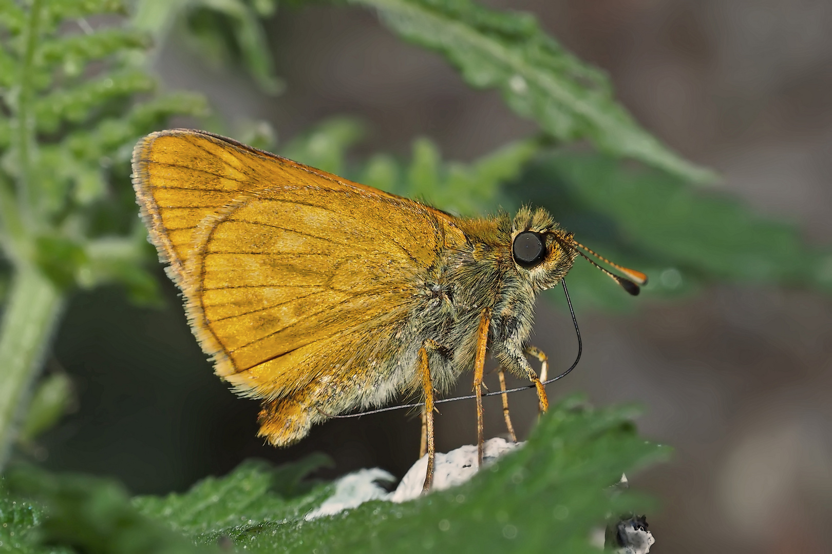 Rostfarbiger Dickkopffalter (Ochlodes sylvanus), Weibchen. - La Sylvaine.