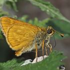 Rostfarbiger Dickkopffalter (Ochlodes sylvanus), Weibchen. - La Sylvaine.