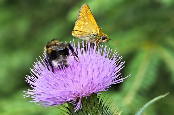 Rostfarbiger Dickkopffalter und Ackerhummel auf Distelblüte