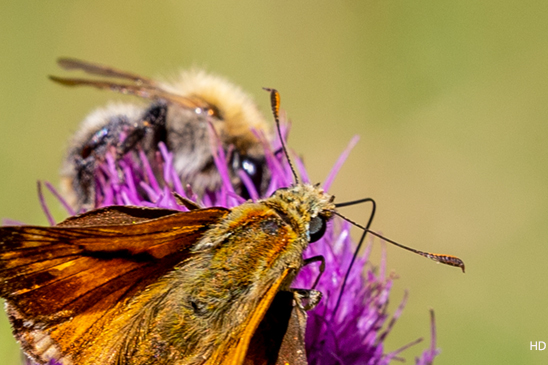 Rostfarbiger Dickkopffalter und Ackerhummel