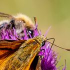 Rostfarbiger Dickkopffalter und Ackerhummel