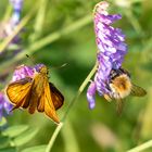 Rostfarbiger Dickkopffalter und Hummel