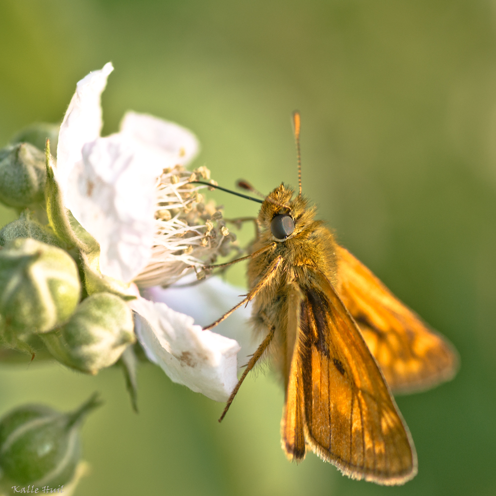 ...Rostfarbiger Dickkopffalter...(Ochlodes venatus)