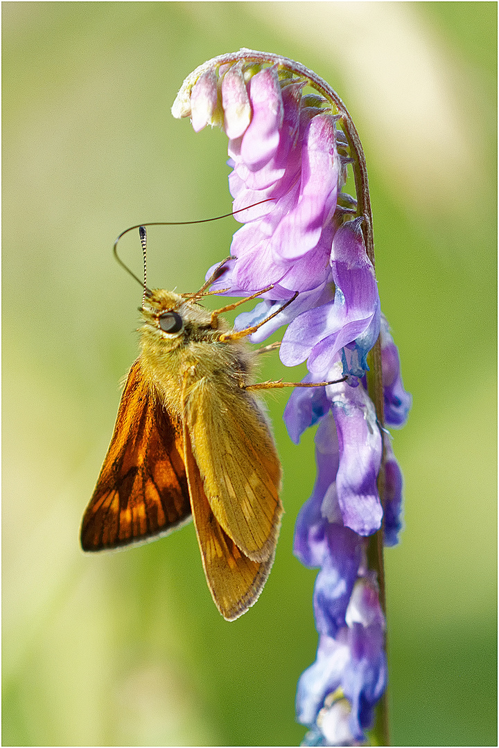 Rostfarbiger Dickopffalter (Ochlodes sylvanus )