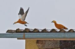 Rostgänse auf meinem Dach