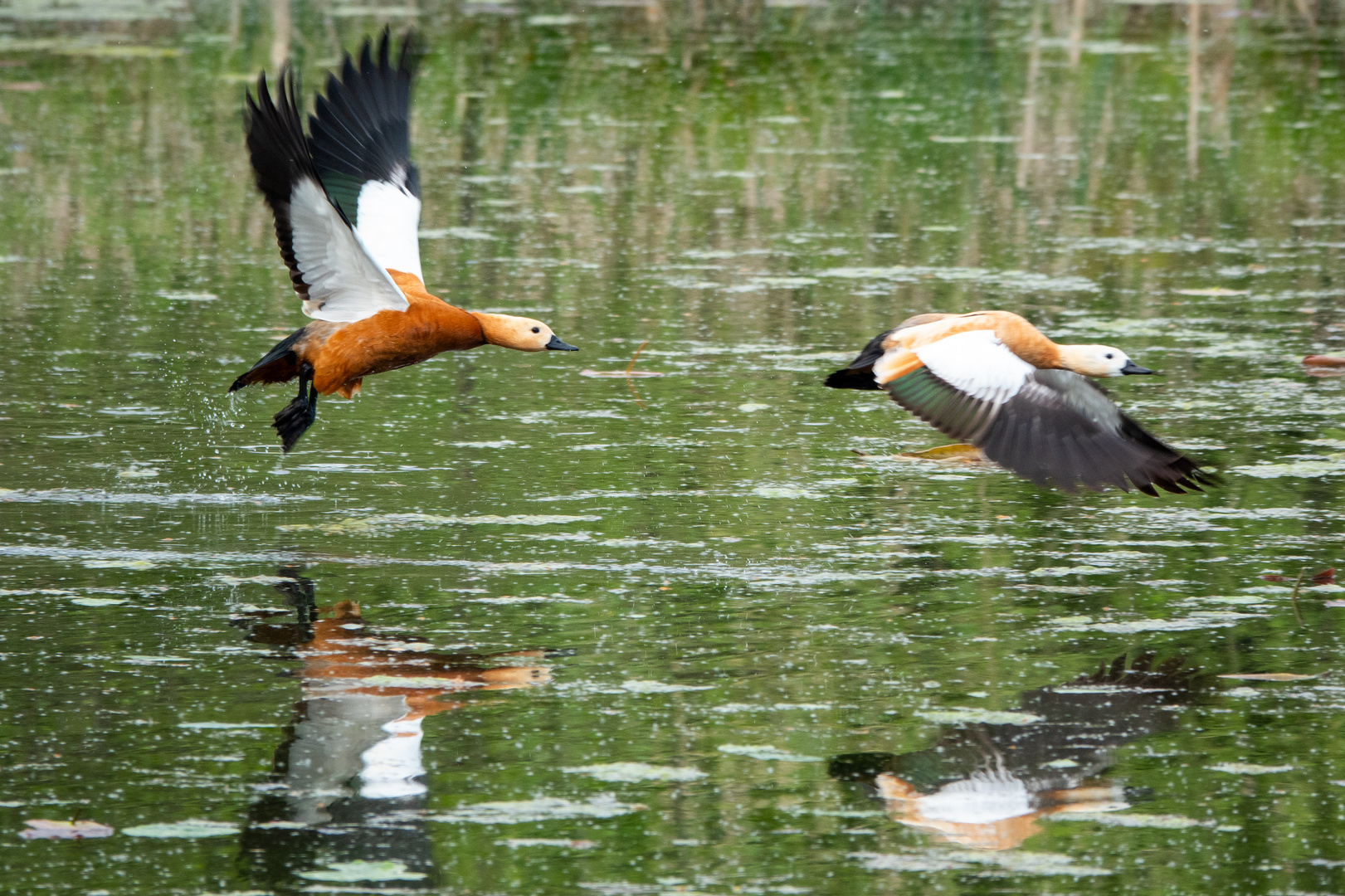 Rostgänse im Abflug