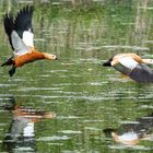 Rostgänse im Abflug