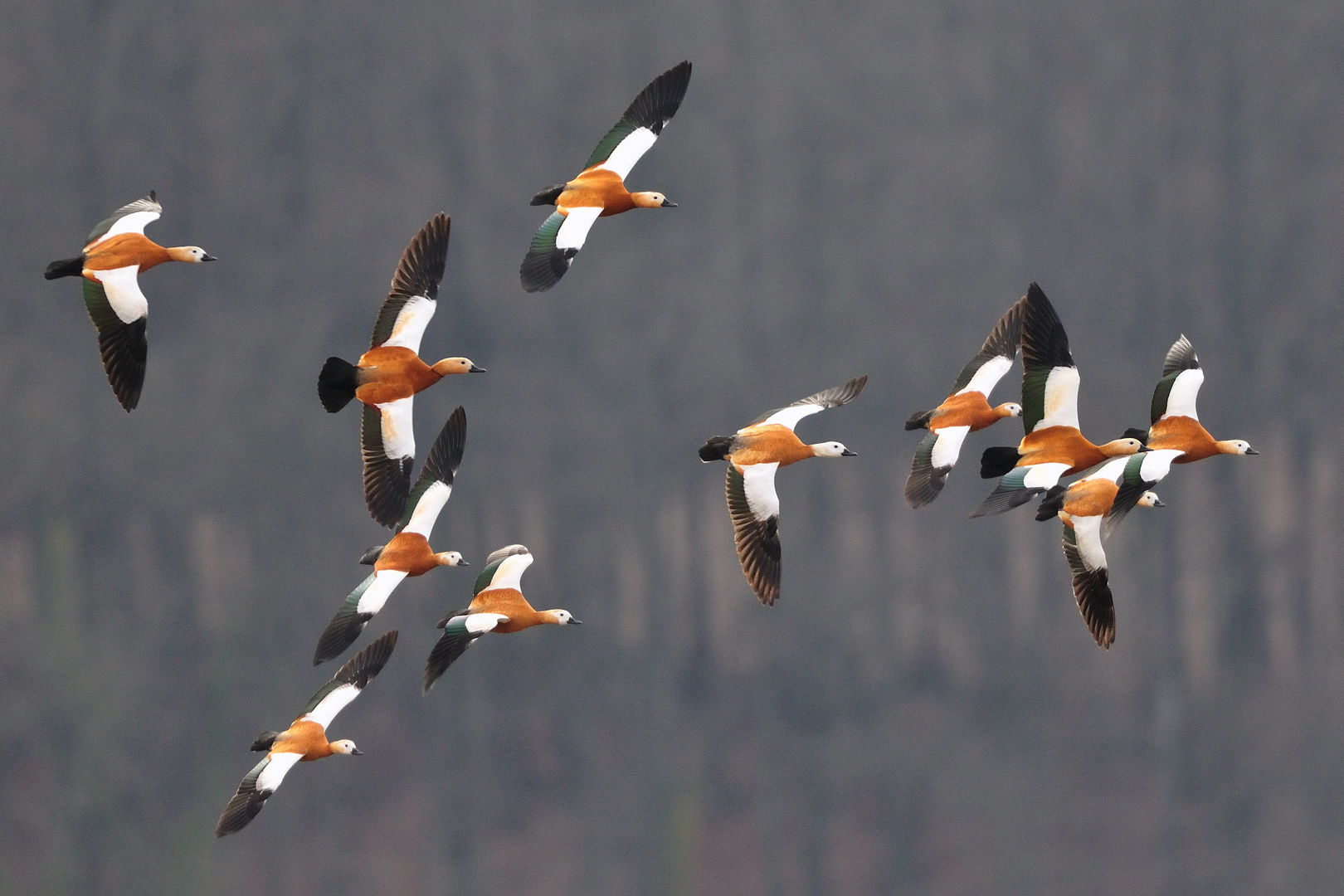 Rostgänse im Anflug