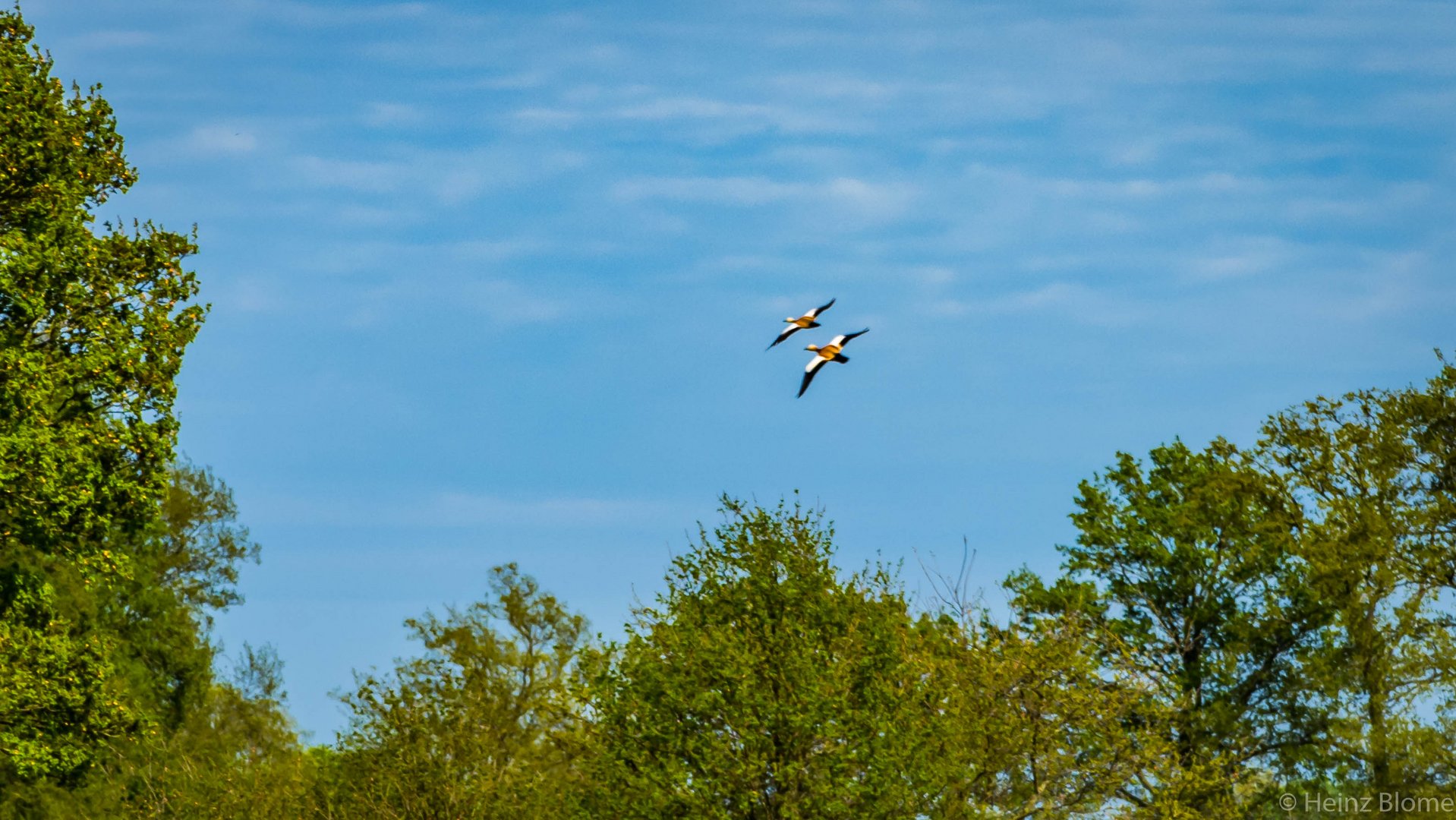 Rostgänse im Flug