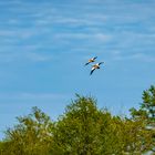 Rostgänse im Flug