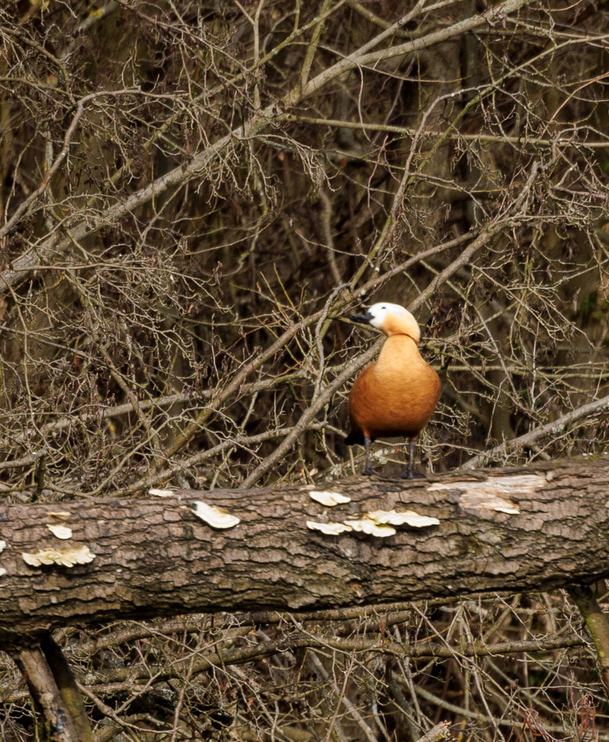 Rostgans (Alopochon aegyptiaca)