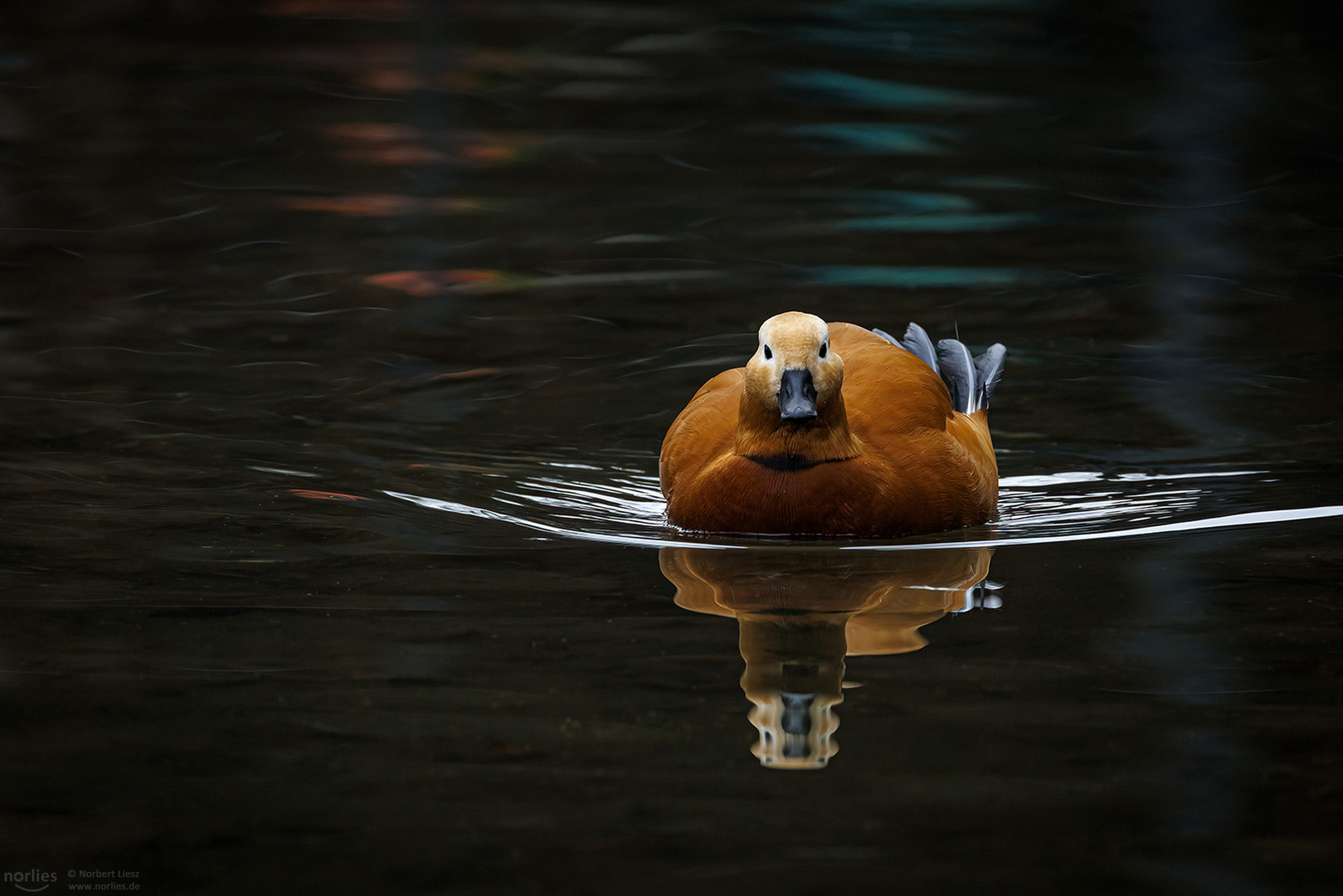 Rostgans auf dem Wasser