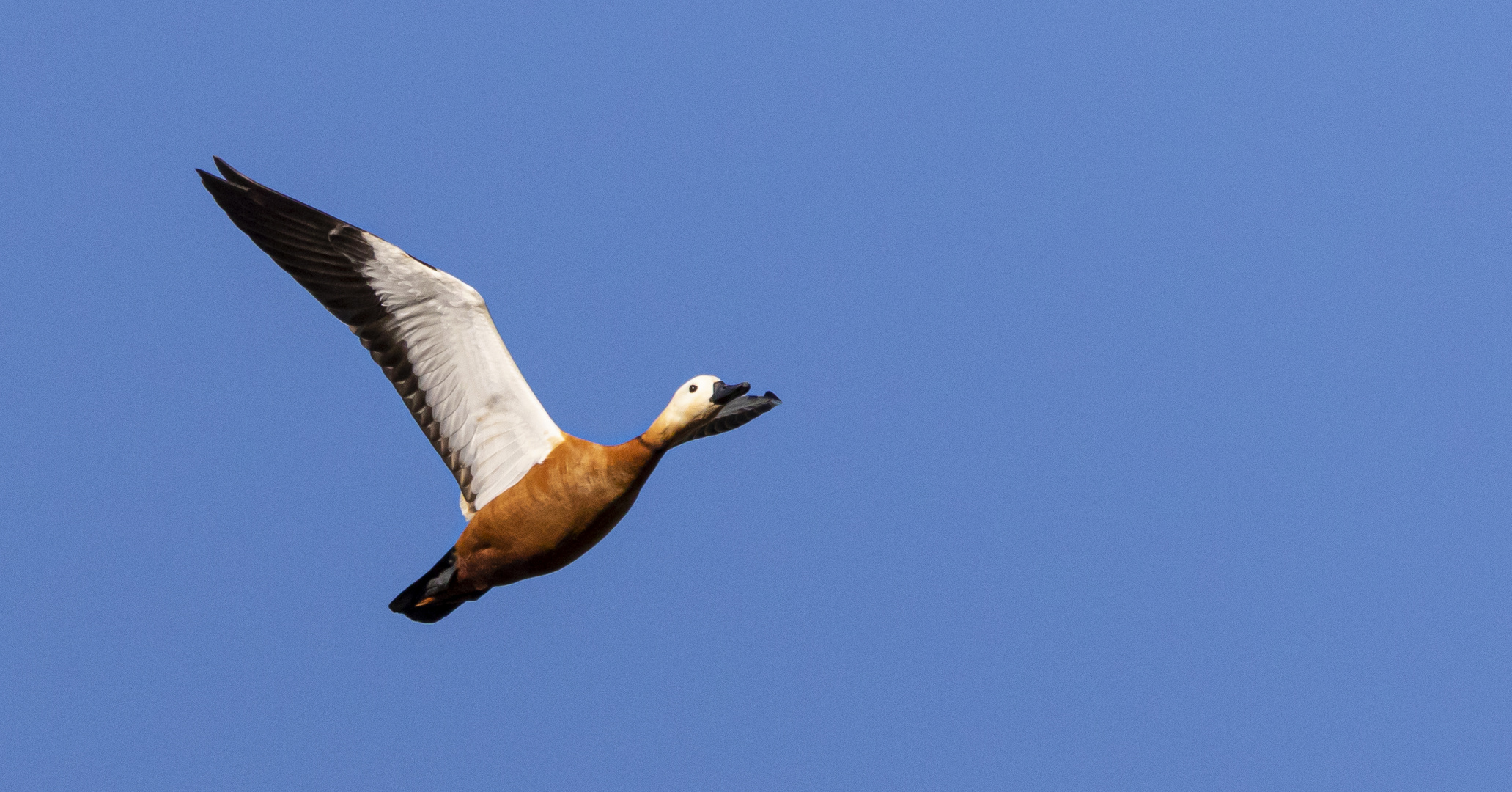 Rostgans im Flug 