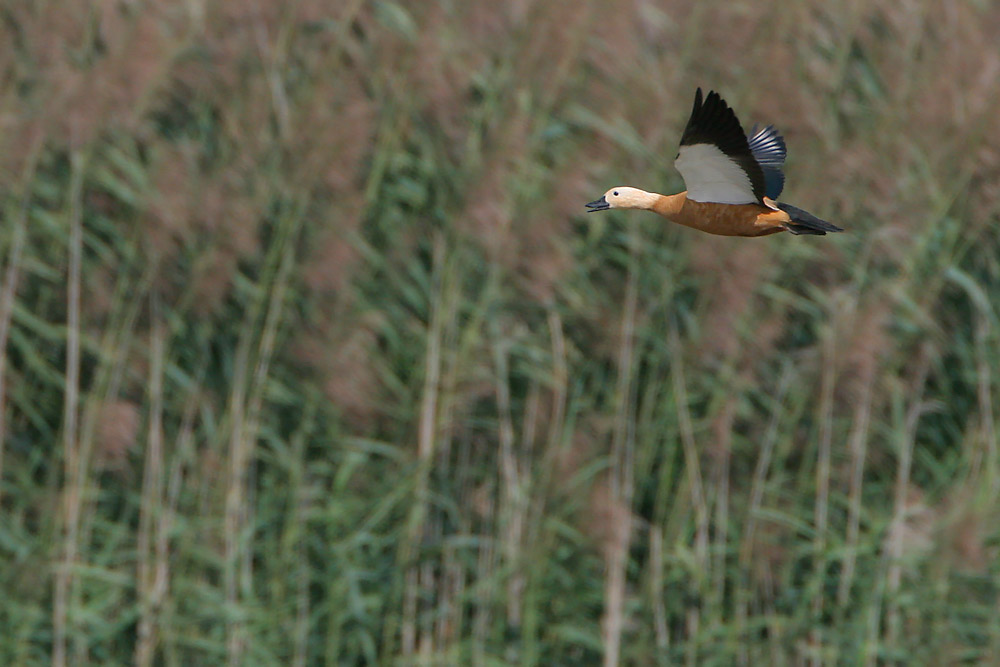 Rostgans im Flug