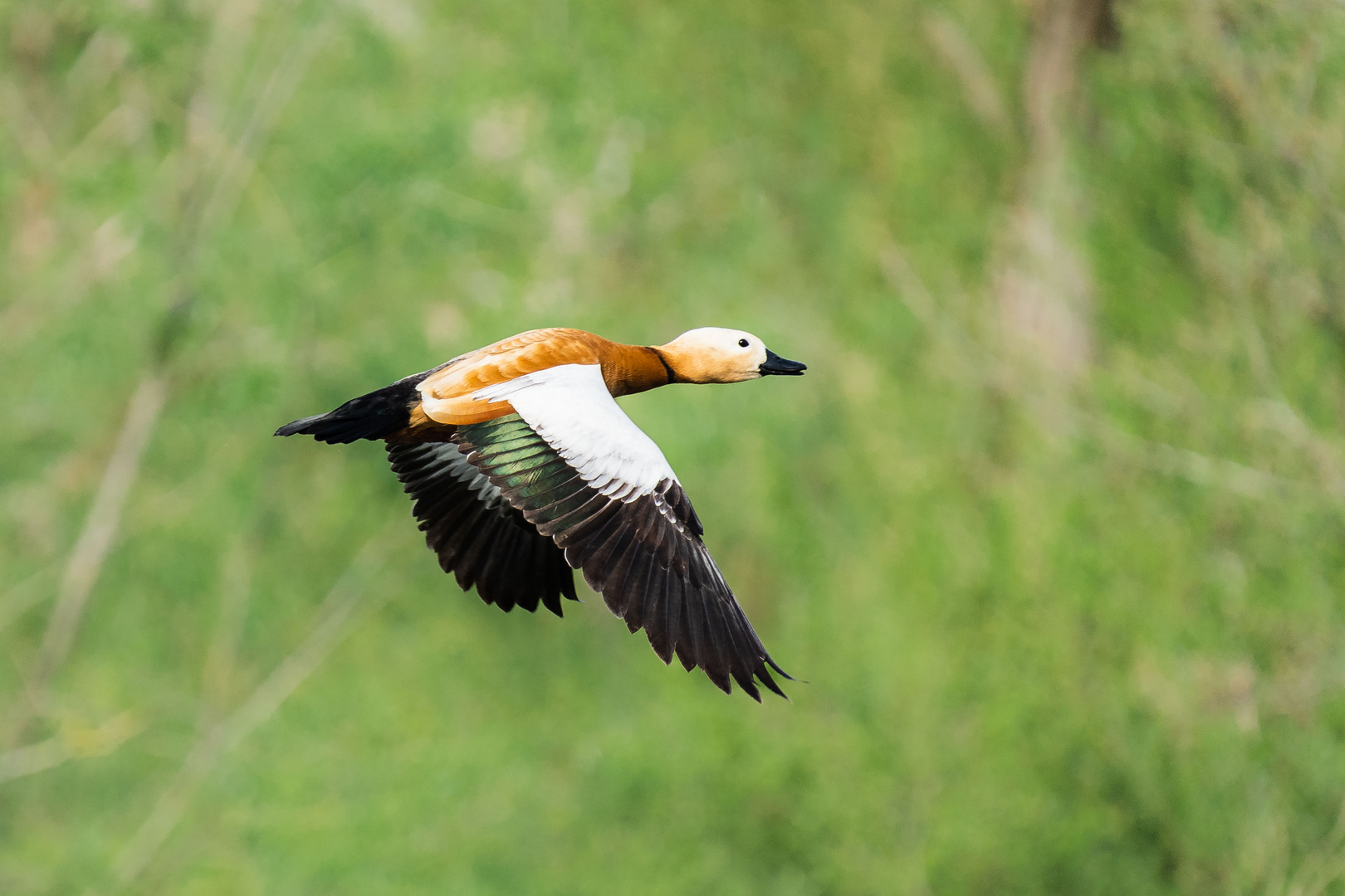 Rostgans im Flug