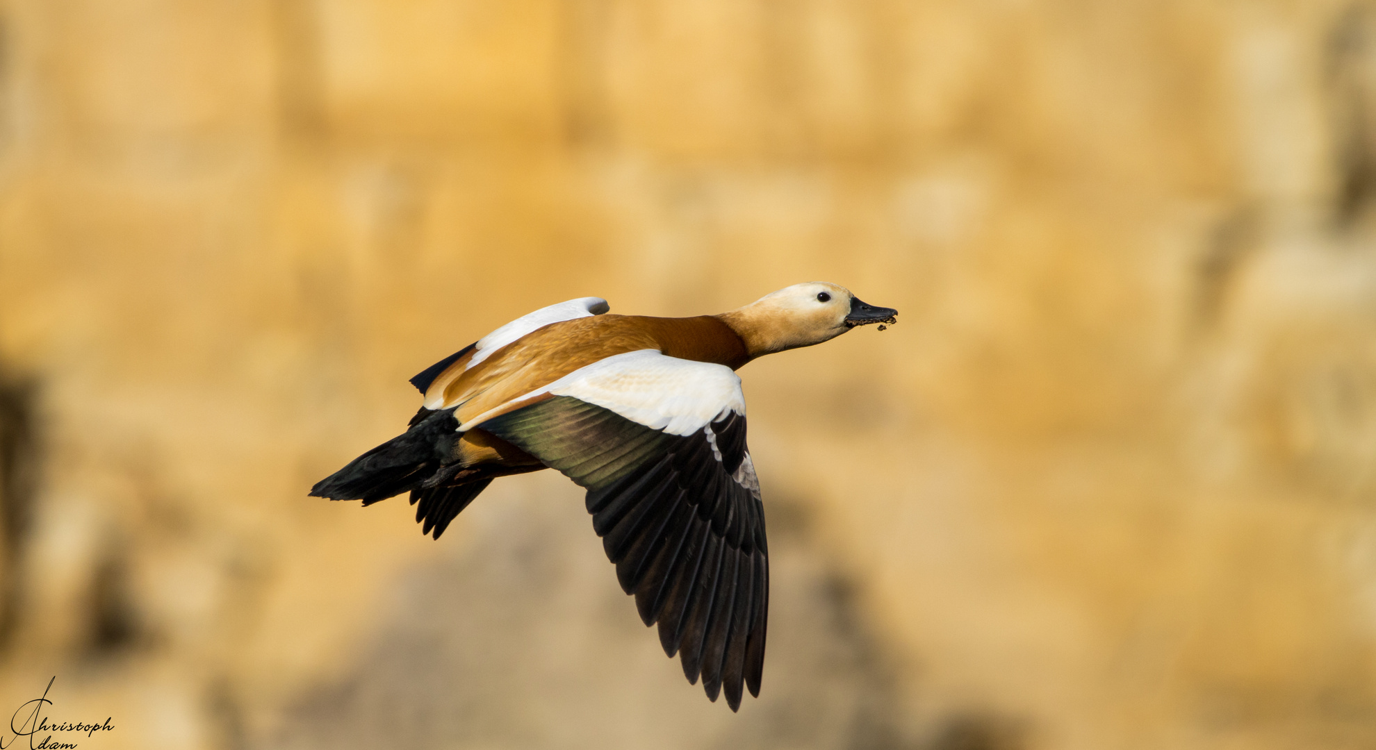 Rostgans im Flug