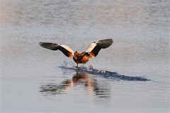 Rostgans im Landeanflug