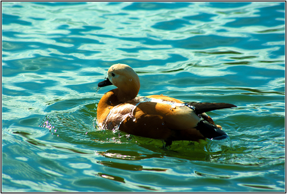 Rostgans im Tierpark Hirschfeld