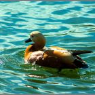 Rostgans im Tierpark Hirschfeld