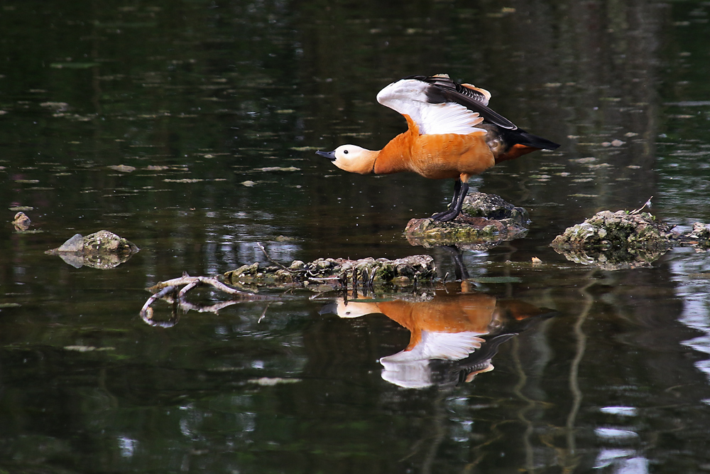 Rostgans mit Spiegelung