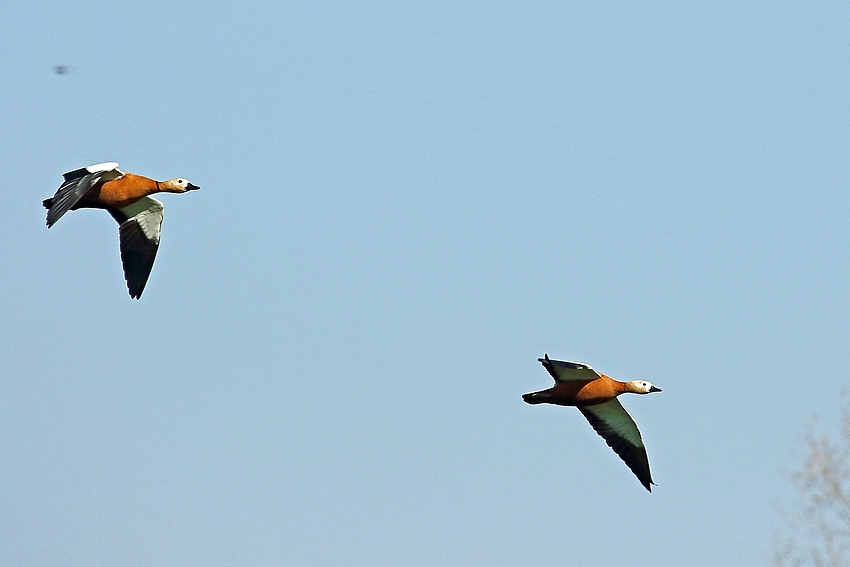 Rostgans (Tadorna ferruginea)