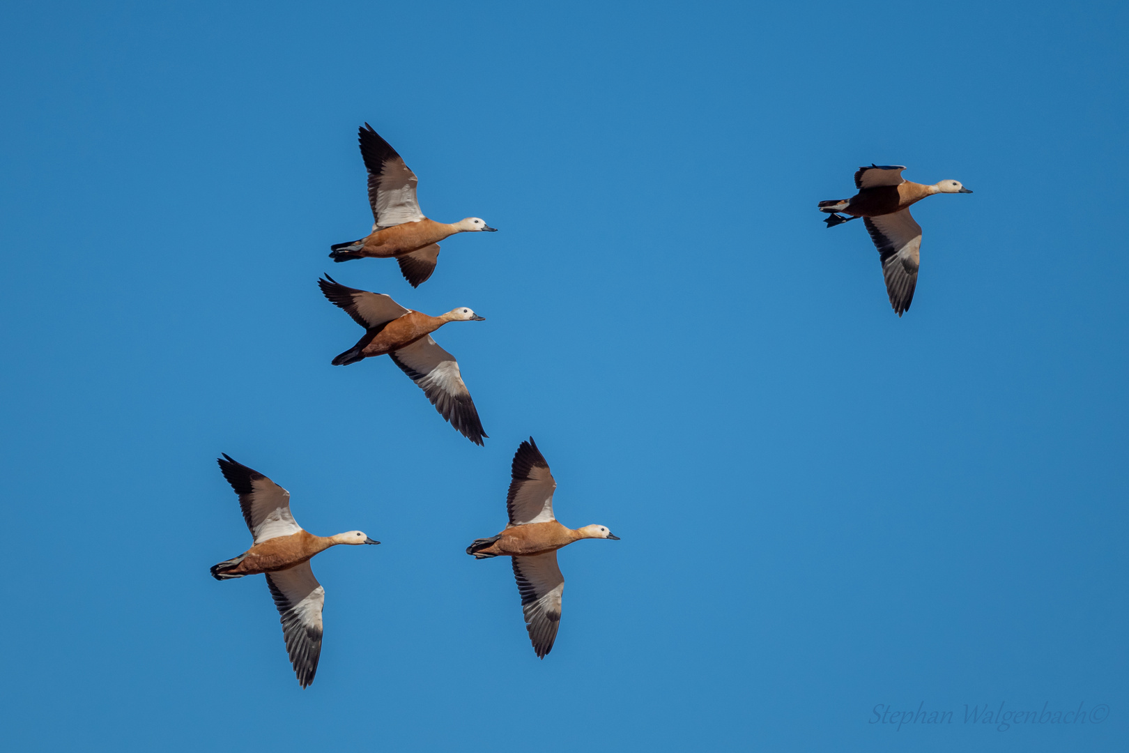 Rostgans (Tadorna ferruginea) auf Fuerteventura