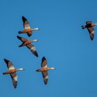 Rostgans (Tadorna ferruginea) auf Fuerteventura