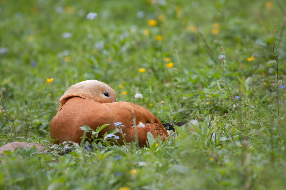 - Rostgans (Tadorna ferruginea) -