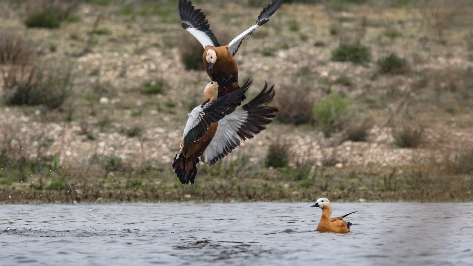 Rostgans (Tadorna ferruginea)