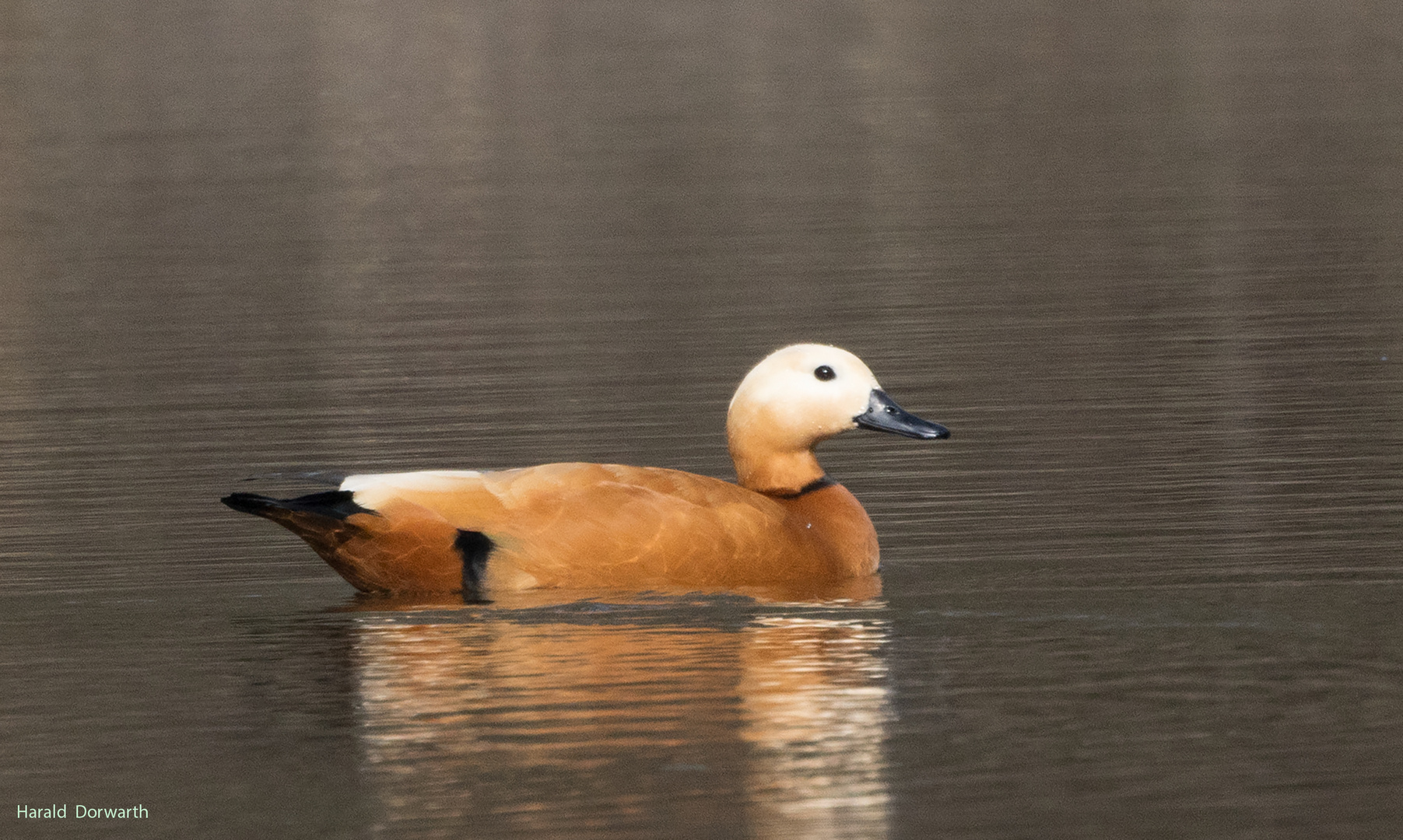 Rostgans (Tadorna ferruginea)