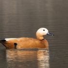 Rostgans (Tadorna ferruginea)