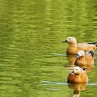 Rostgans (Tadorna ferruginea)