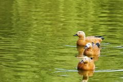 Rostgans (Tadorna ferruginea)