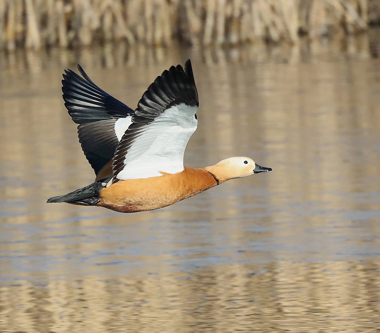 Rostgans (Tadorna ferruginea)