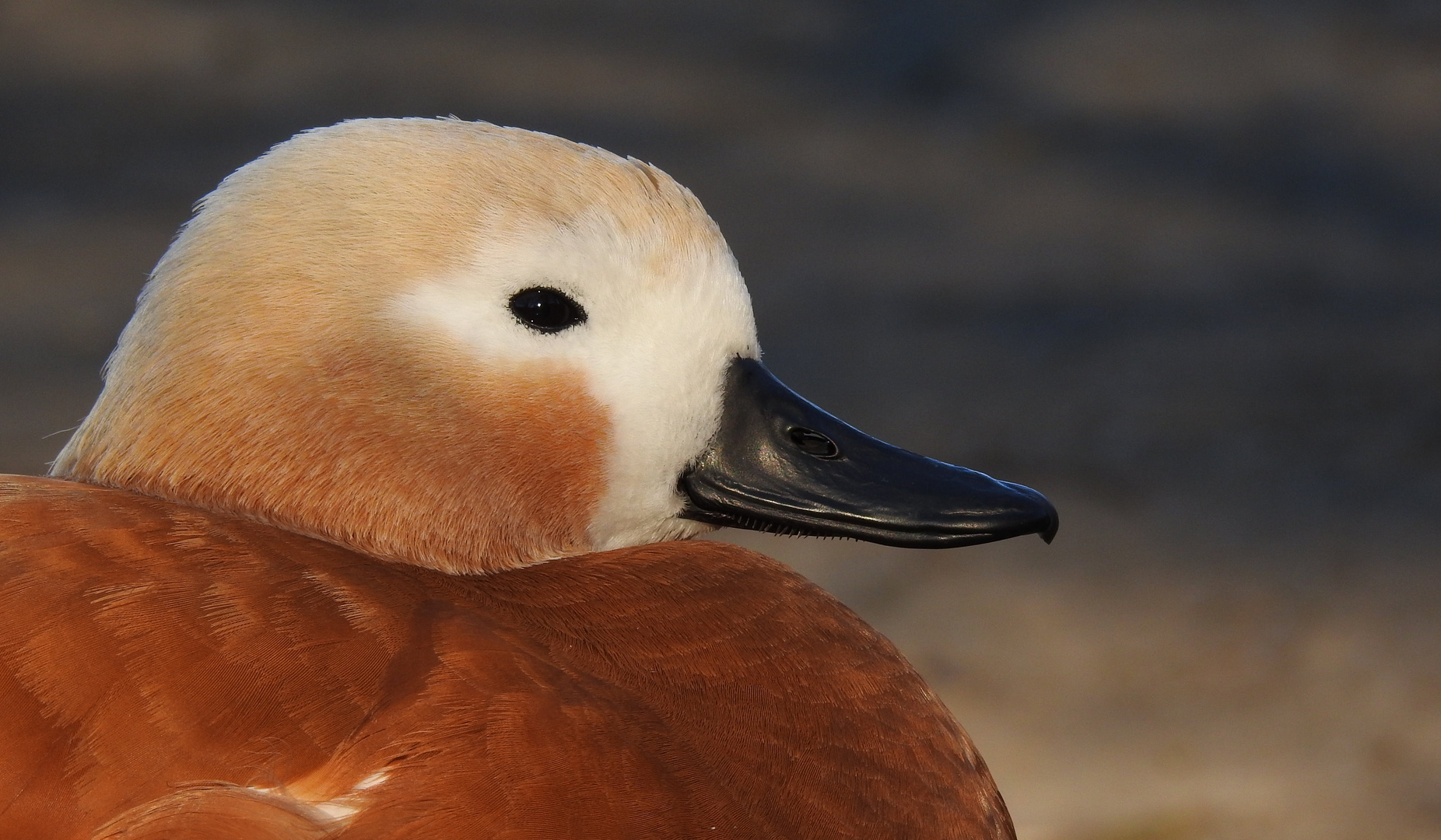 Rostgans (Tadorna ferruginea)