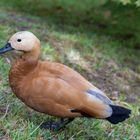 Rostgans (Tadorna ferruginea) im Parque Terra Nosra in Furnas Sao Miguel