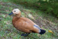 Rostgans (Tadorna ferruginea) im Parque Terra Nosra in Furnas Sao Miguel