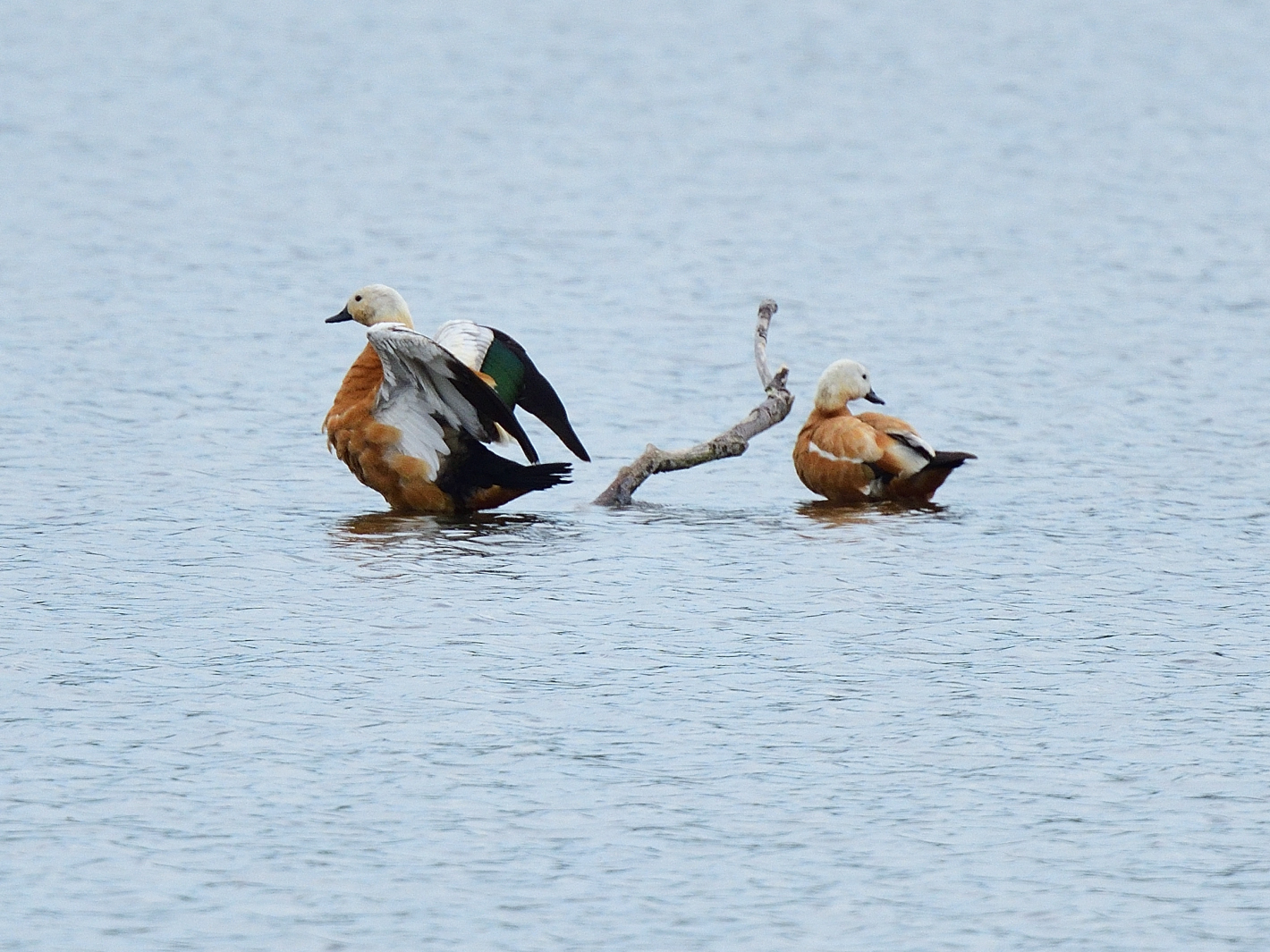 Rostgans (Tadorna ferruginea), Ruddy shelduck, Tarro canelo