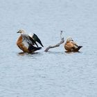 Rostgans (Tadorna ferruginea), Ruddy shelduck, Tarro canelo