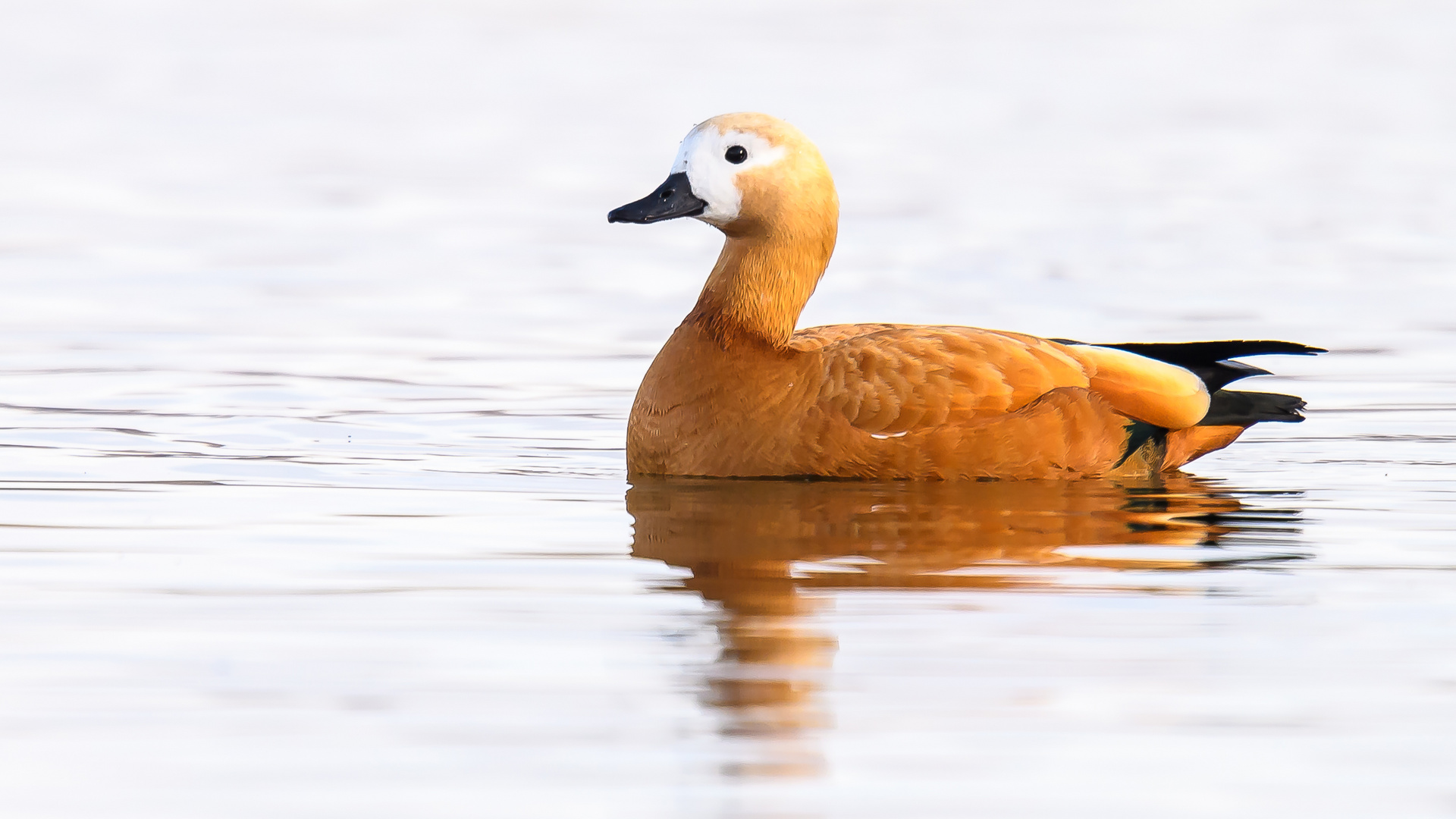 Rostgans W (Tadorna ferruginea)