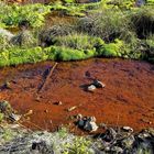 Rostiger Grund unter klarem Wasser