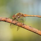 rostiger Landeplatz -