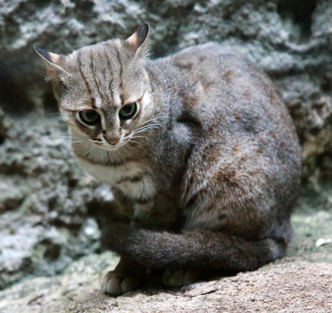 Rostkatze -Prionailurus rubiginosus-