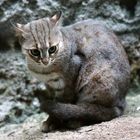 Rostkatze -Prionailurus rubiginosus-