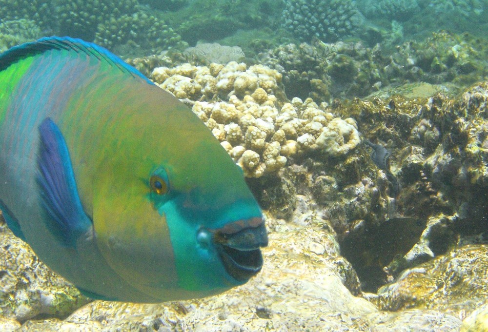 Rostkopf Papageifisch